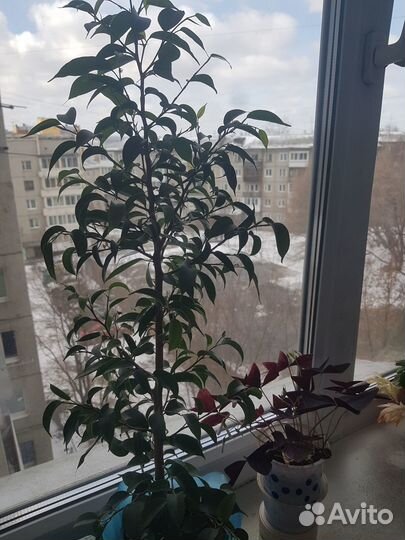 Цветы для дома и в офис