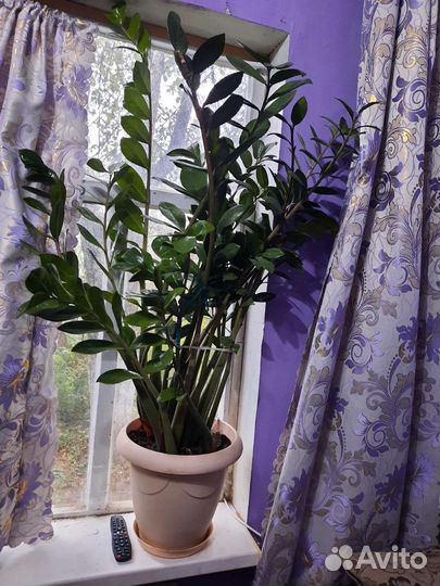 Замиокулькас