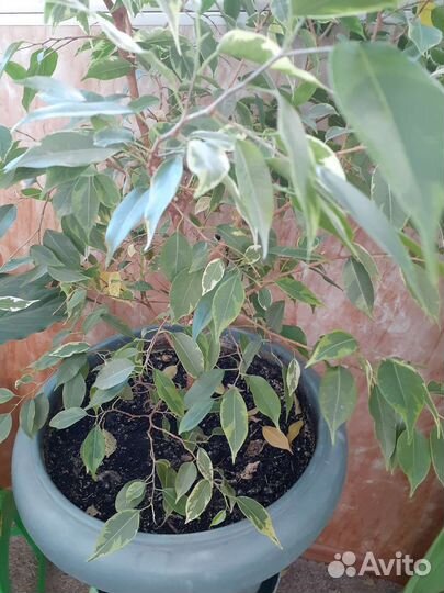 Цветы домашние в горшках