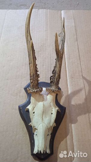 Рога с черепом на медальоне