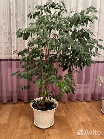 Фикус бенджамина