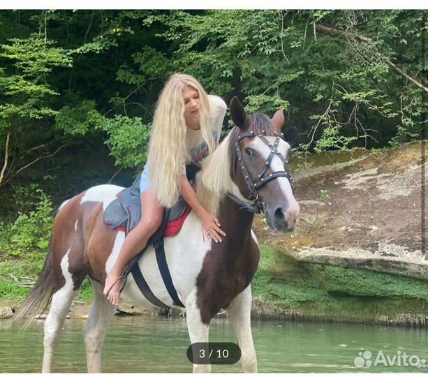 Продажа лошадей