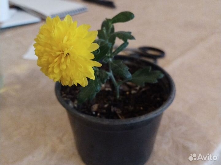 Хризантема