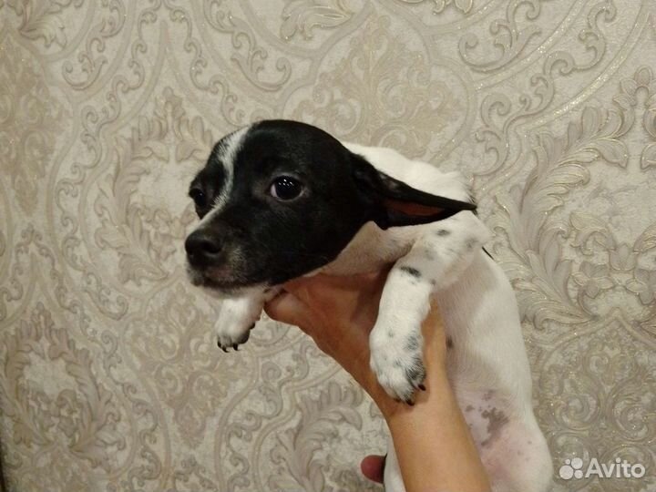 Чихуахуа