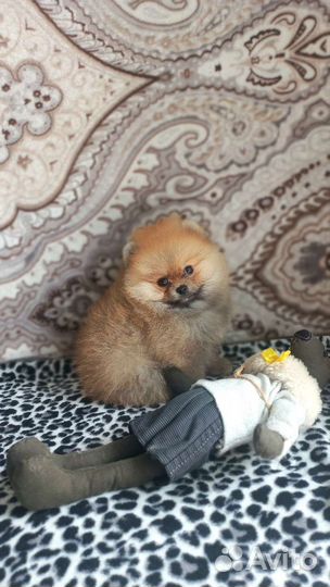 Щенки шпица