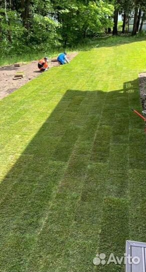 Рулонный газон