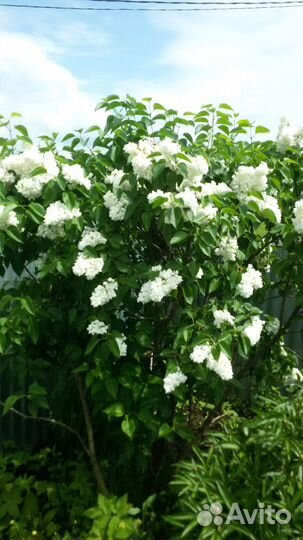 Саженцы Питомник растений 