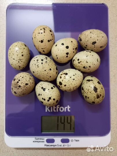 Яйца перепелиные инкубационные