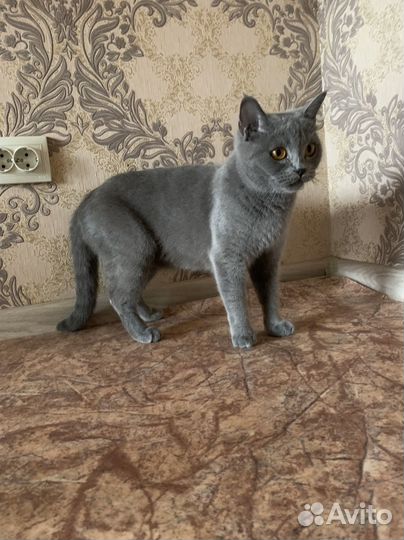 Британские котята