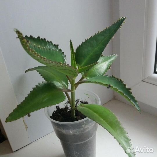 Каланхоэ лечебное