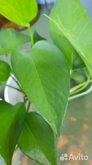 Сциндапсус