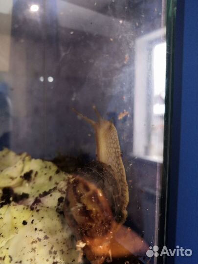 Улитки ахатины