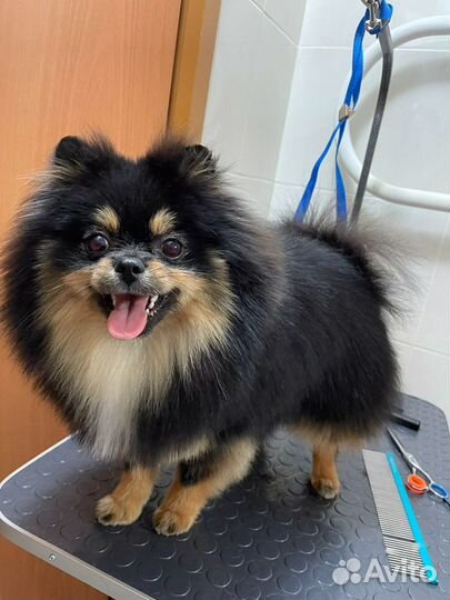 Стрижка собак на дому шпиц