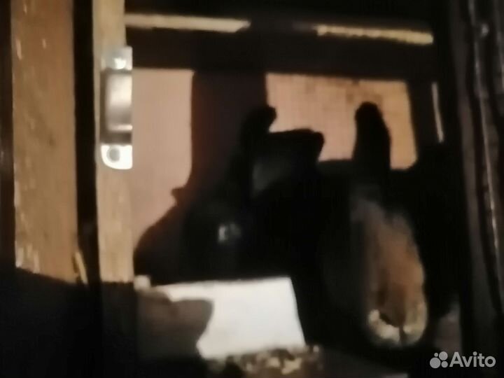 Продам кроликов, мясо кроликов