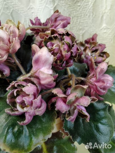 Гибискус Byron Metts