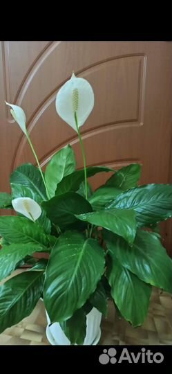 Спатифиллум