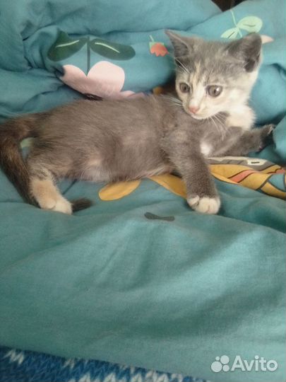 Отдаем котенка, Угольная