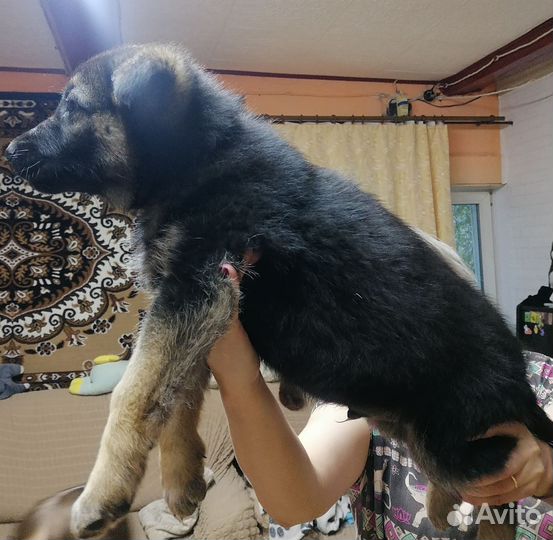 Восточноевропейская овчарка
