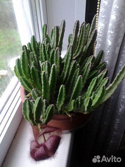 Кактусы, стапелия, бразилиопунция