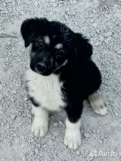 Щенки в добрые руки, девочки