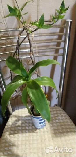 Цветок золотой ус, фикус бенжомин, герань