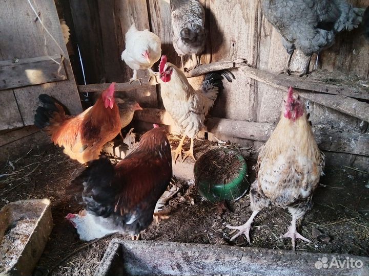 Молодые петушки