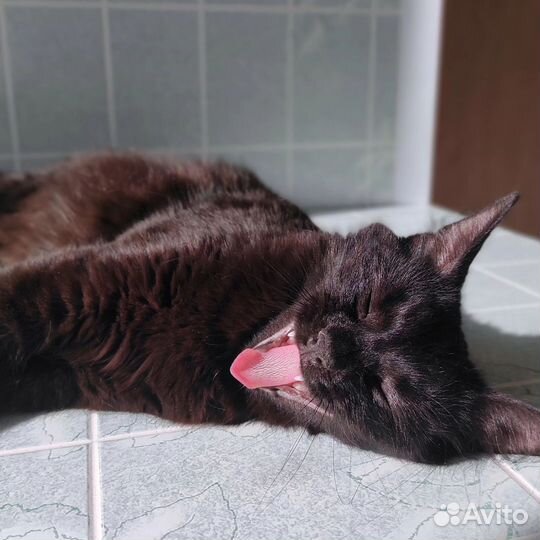Кошка Ночка