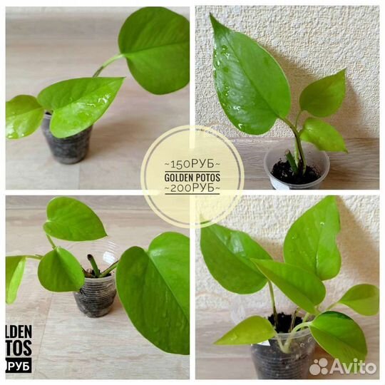 Эпипремнумы, сциндапсусы,хойи,сингониумы сортовые