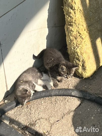 Котята в добрые руки