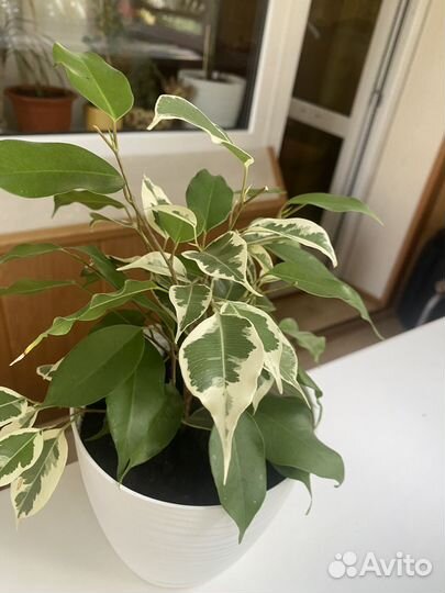 Фикус бенджамина