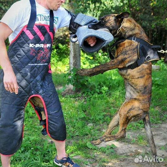 Голландская овчарка