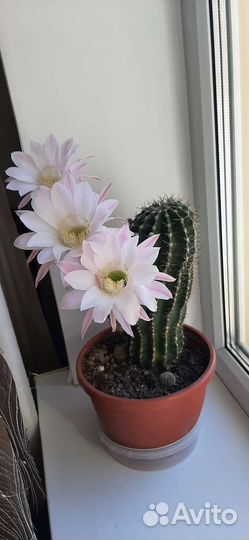 Кактусы и суккуленты