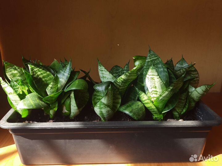 Сансевиерия Хана