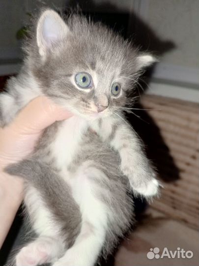 Котята в добрые руки бесплатно