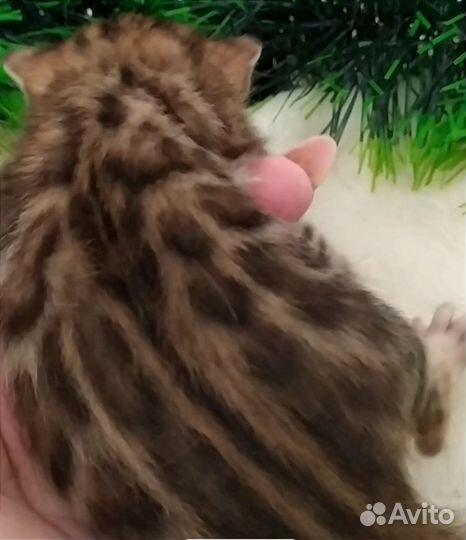 Бенгальские котята