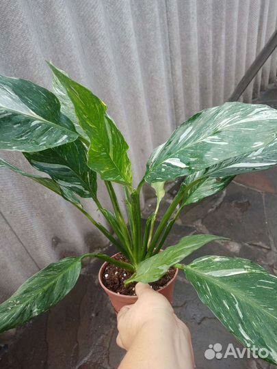 Спатифиллум