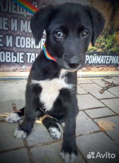 Щенок лабрадора метис
