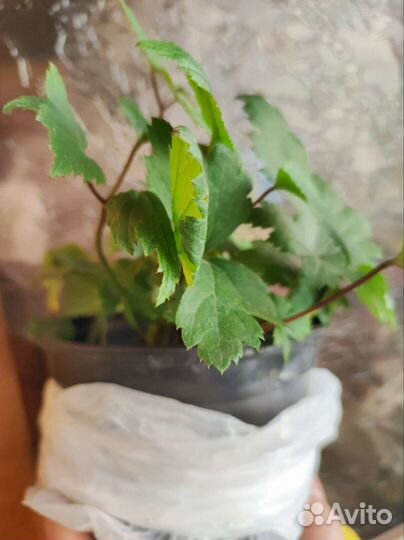 Анемона японская