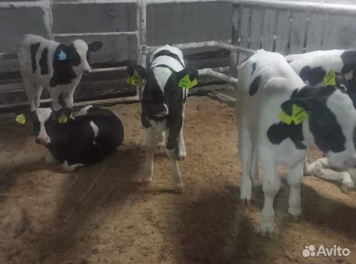 Бычки и телята