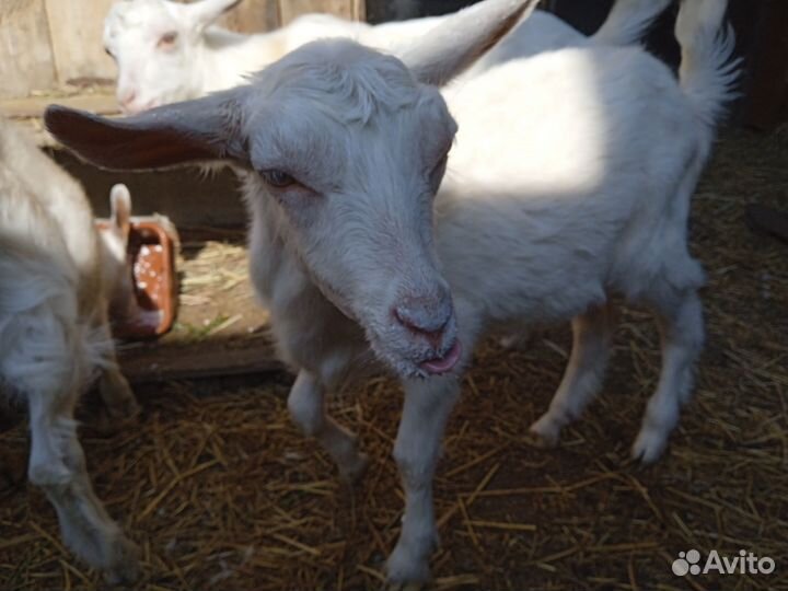 Козлята