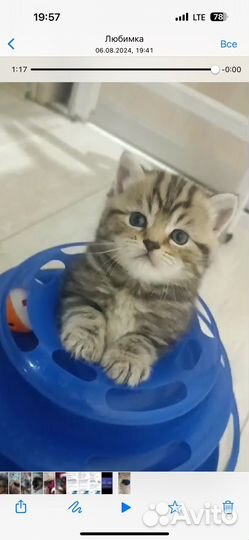 Шотландская вислоухая