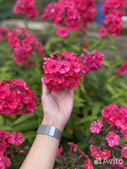 Флоксы многолетние