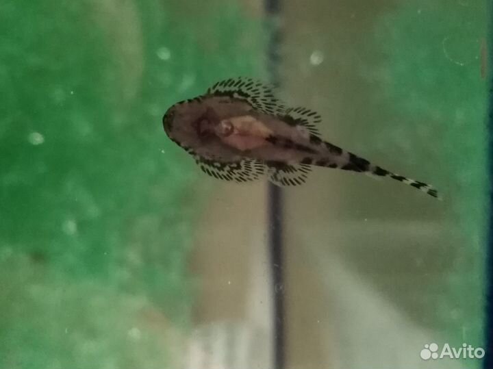 Псевдоскат севелия