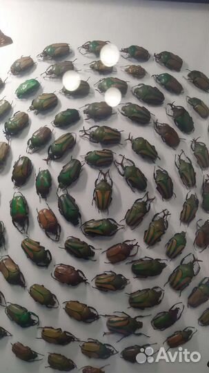 Композиция из тропических жуков и бабочек