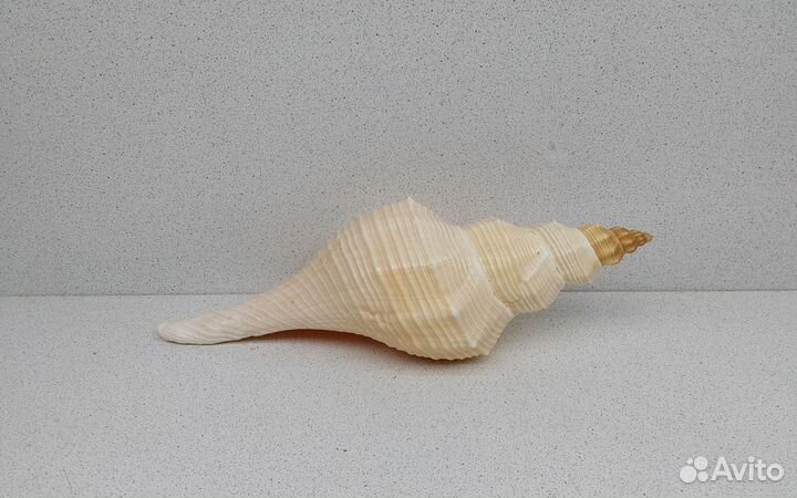 Хемифусус Туба 23,4 морская ракушка раковина