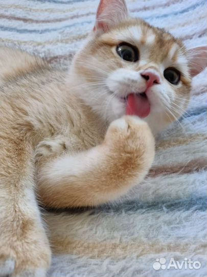 Малыши британской зотолой шиншиллы