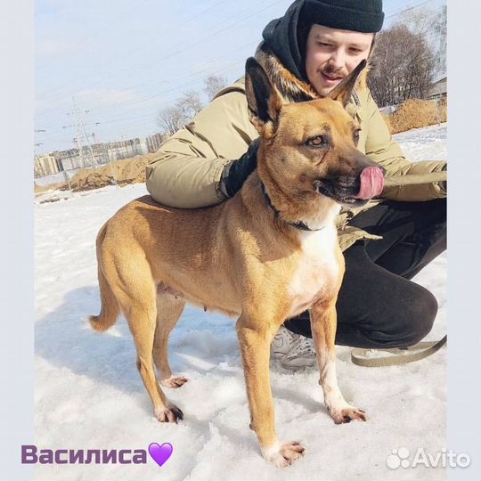 Красавица из приюта