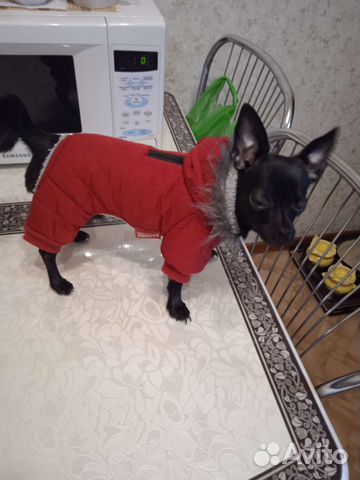 Одежда для маленьких собак xs