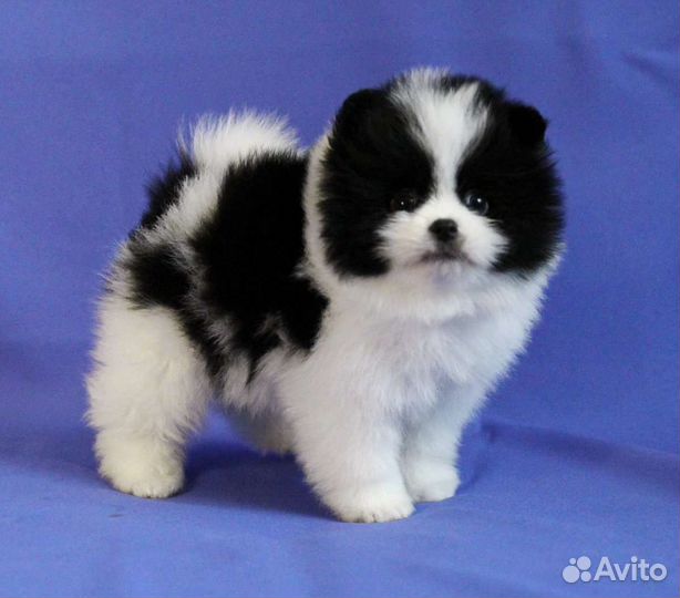 Померанский шпиц щенки разных окрасов