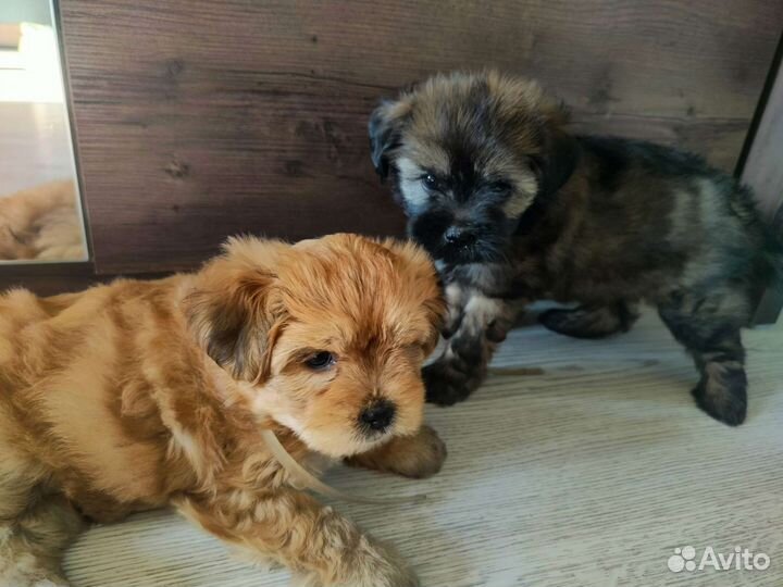 Щенки в добрые руки